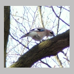 Garrulus glandarius - Eichelhaeher 04.jpg